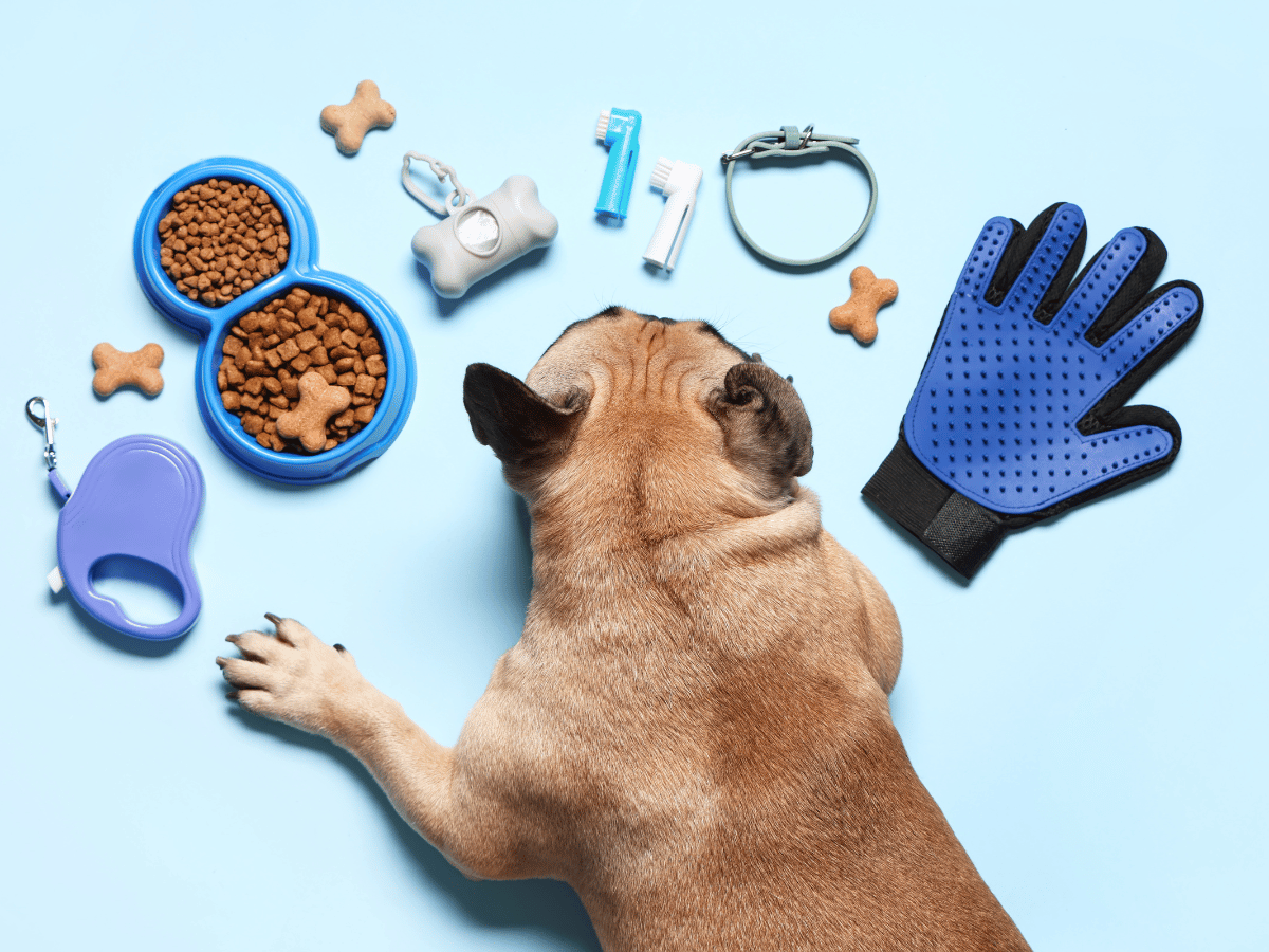 Mutlu bir kedi premium mama yiyor