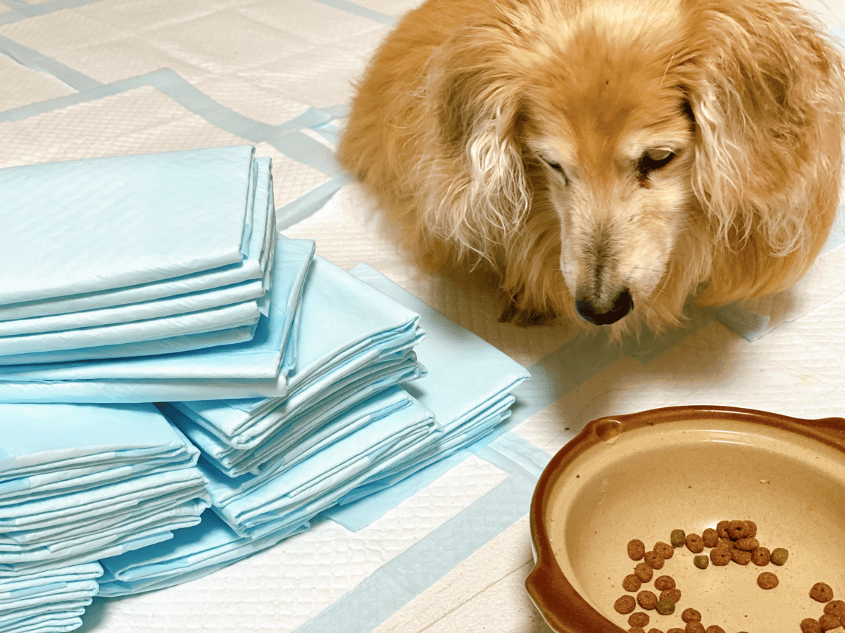 Pencereden dışarıyı izleyen meraklı kedi